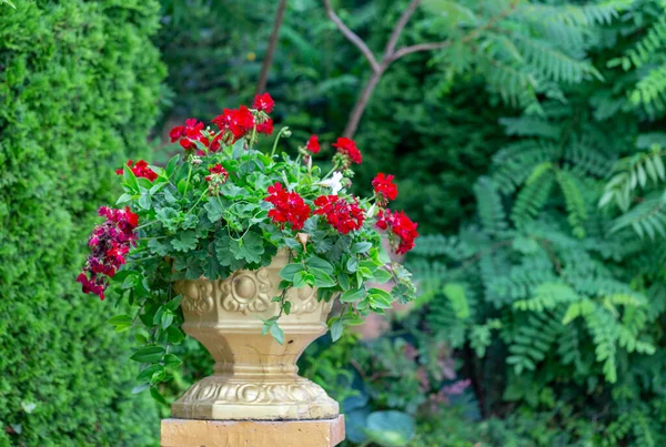 Flores Pelargonio Una Olla Jardín Hermosas Flores Geranio Una Olla —  Fotos de Stock