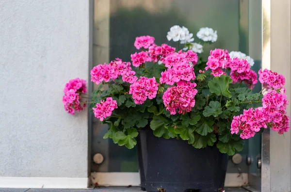 Pelargonium flowers in a pot in the garden. Beautiful geranium flowers in a pot. Beautiful pelargonium flowers in a pot.