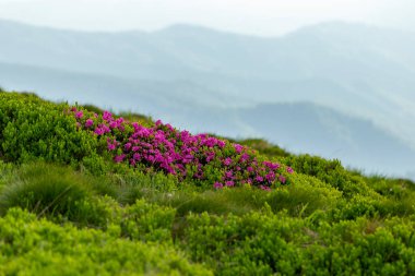 Karpatya Dağları 'nda büyük çapta rhododendron çiçeği. Dağ yamaçlarında yabani Rhododendron myrtifolium çiçekleri. Doğal dağ manzaralarının güzelliği. Karpatlar 'ın yeri, Ukrayna, Avrupa. Duvar kağıdı arka planı. Doğa manzarası.