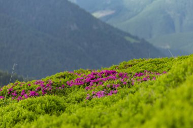 Çimenlerdeki manzara pembe rhododendron çiçekleri, mavi gökyüzü ve yaz mevsiminde yüksek dağlarla kaplıdır. Karpatlar 'ın yeri, Ukrayna, Avrupa. Renkli bir geçmiş. Doğanın yeniden canlanması kavramı.