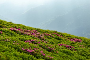 Çimenlerdeki manzara pembe rhododendron çiçekleri, mavi gökyüzü ve yaz mevsiminde yüksek dağlarla kaplıdır. Karpatlar 'ın yeri, Ukrayna, Avrupa. Renkli bir geçmiş. Doğanın yeniden canlanması kavramı.