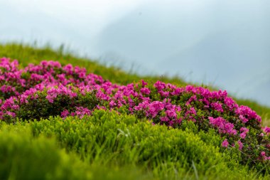 Karpatya Dağları 'nda büyük çapta rhododendron çiçeği. Dağ yamaçlarında yabani Rhododendron myrtifolium çiçekleri. Doğal dağ manzaralarının güzelliği. Karpatlar 'ın yeri, Ukrayna, Avrupa. Duvar kağıdı arka planı. Doğa manzarası.