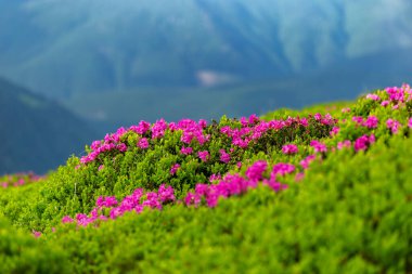 Karpatya Dağları 'nda büyük çapta rhododendron çiçeği. Dağ yamaçlarında yabani Rhododendron myrtifolium çiçekleri. Doğal dağ manzaralarının güzelliği. Karpatlar 'ın yeri, Ukrayna, Avrupa. Duvar kağıdı arka planı. Doğa manzarası.