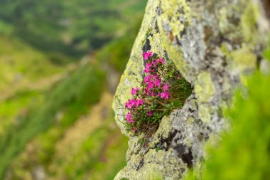 Karpatya Dağları 'nda büyük çapta rhododendron çiçeği. Dağ yamaçlarında yabani Rhododendron myrtifolium çiçekleri. Doğal dağ manzaralarının güzelliği. Karpatlar 'ın yeri, Ukrayna, Avrupa. Duvar kağıdı arka planı. Doğa manzarası.