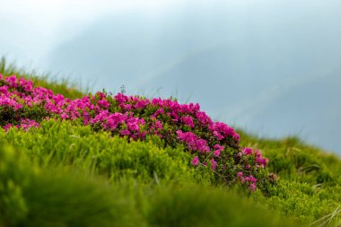 Karpatya Dağları 'nda büyük çapta rhododendron çiçeği. Dağ yamaçlarında yabani Rhododendron myrtifolium çiçekleri. Doğal dağ manzaralarının güzelliği. Karpatlar 'ın yeri, Ukrayna, Avrupa. Duvar kağıdı arka planı. Doğa manzarası.
