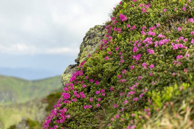 Çimenlerdeki manzara pembe rhododendron çiçekleri, mavi gökyüzü ve yaz mevsiminde yüksek dağlarla kaplıdır. Karpatlar 'ın yeri, Ukrayna, Avrupa. Renkli bir geçmiş. Doğanın yeniden canlanması kavramı.