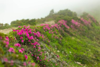 Karpat Dağları 'nın yamaçlarında sabah sisinde gizlenmiş çiçek açan Rhododendron myrtifolium. Doğal dağ manzaralarının güzelliği. Karpatlar 'ın yeri, Ukrayna, Avrupa. Duvar kağıdı arka planı. Doğa manzarası.