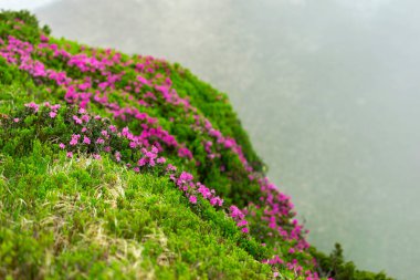 Karpat Dağları 'nın yamaçlarında sabah sisinde gizlenmiş çiçek açan Rhododendron myrtifolium. Doğal dağ manzaralarının güzelliği. Karpatlar 'ın yeri, Ukrayna, Avrupa. Duvar kağıdı arka planı. Doğa manzarası.
