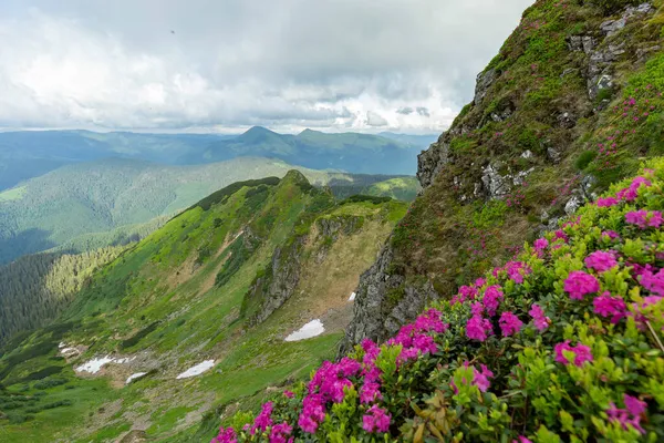 Uitzicht Het Gazon Zijn Bedekt Met Roze Rododendron Bloemen Blauwe — Stockfoto