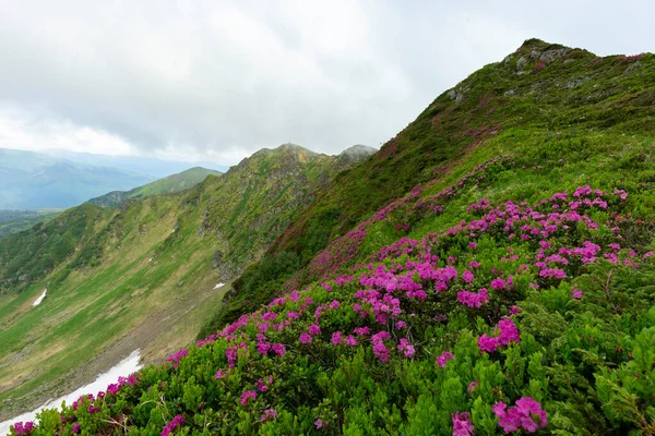 Uitzicht Het Gazon Zijn Bedekt Met Roze Rododendron Bloemen Blauwe — Stockfoto