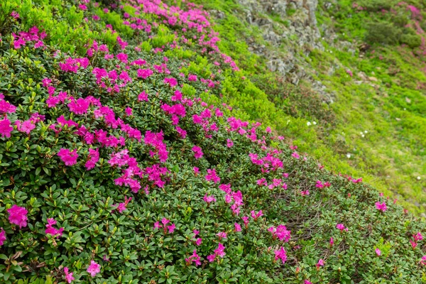 Vista Césped Están Cubiertos Flores Rododendro Rosa Cielo Azul Alta — Foto de Stock