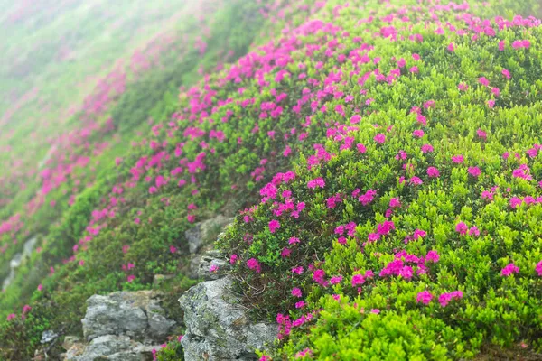 Flowering Rhododendron Myrtifolium Slopes Carpathian Mountains Shrouded Morning Mist Beauty — Stock Photo, Image