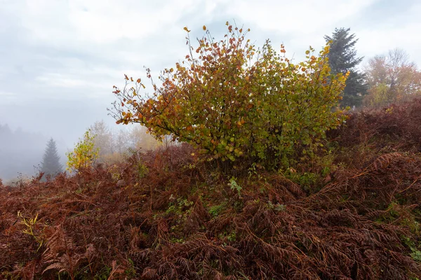 Gruba Jesienna Mgła Tle Jesiennego Lasu Widokiem Dom Pasiekę Górach — Zdjęcie stockowe
