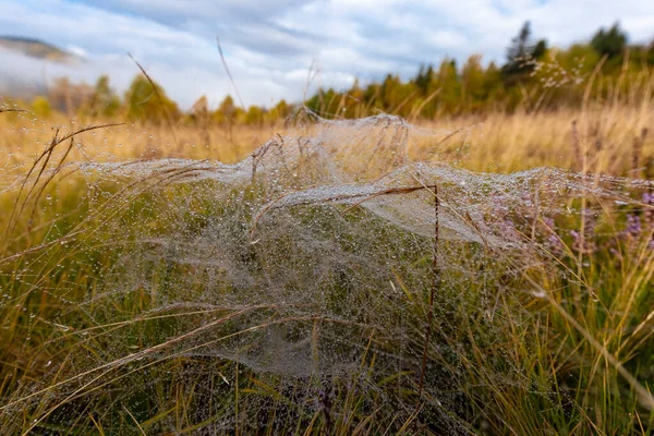 Φθινόπωρο Ιστός Αράχνης Και Γρασίδι Στη Δροσιά Στο Προσκήνιο Θέα — Φωτογραφία Αρχείου