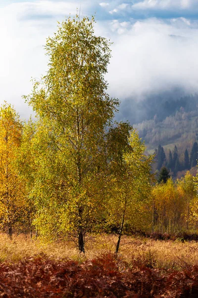 Prachtige Herfstnatuur Met Gele Berken Voorgrond Herfst Karpaten Met Mist — Stockfoto