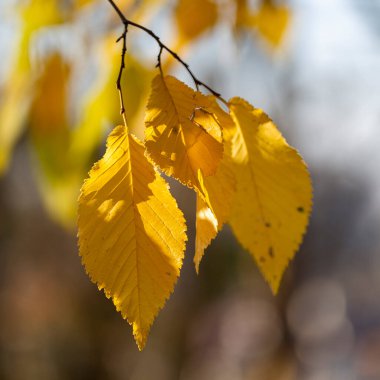 Sarı karaağaç yaprağı. Parkta renkli yapraklar var. Düşen yapraklar doğal arkaplan. Sonbahar mevsimi konsepti