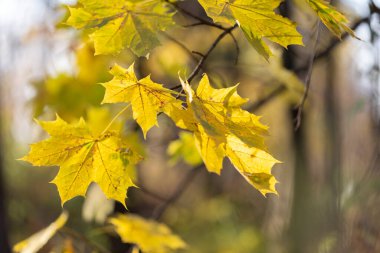 Sarı akçaağaç yaprağı. Parkta renkli yapraklar var. Düşen yapraklar doğal arkaplan. Sonbahar mevsimi konsepti
