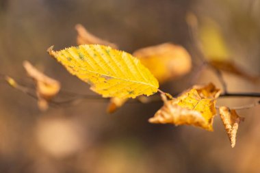 Sarı kayın yaprağı. Parkta renkli yapraklar var. Düşen yapraklar doğal arkaplan. Sonbahar mevsimi konsepti