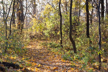Şehir parkında yolda düşmüş. Parkta sonbahar yaprakları döküldü. Düşen yaprakları kaldırma sorunu.