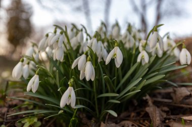 Bulanık ormanın arka planında çiçek açan kar tanesi (Galanthus nivalis)