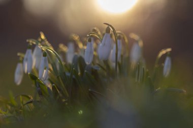 Bulanık ormanın arka planında çiçek açan kar tanesi (Galanthus nivalis)