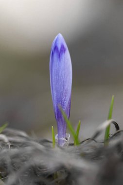 Crocus heuffelianus - Iridaceae ailesinde çiçek açan bitki. Ormanda Crocus heuffelianus, seçici odaklanma. İlkbahar. Merhaba bahar. Metin için boşluk.