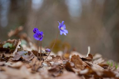 Hepatit, karaciğer otu, böbrek otu, pennywort (Anemone hepatica, syn. Hepatica nobilis) - Ranunculaceae familyasından bir bitki türü. Ormanda yaygın hepatika, seçici odaklanma. İlkbahar.