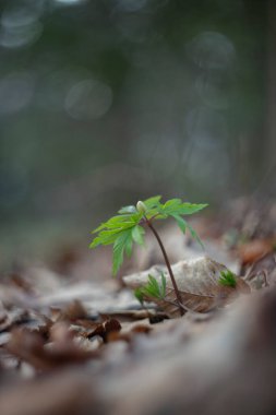 Anemonoides nemorosa (syn. Anemone nemorosa (Anemone nemorosa), Ranunculaceae familyasından bir çiçek bitkisidir.