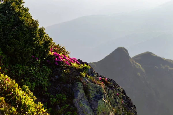 Yazın Karpat Dağları Kayalar Kayalıklar Üzerinde Çiçek Açan Rhododendron Myrtifolium — Stok fotoğraf