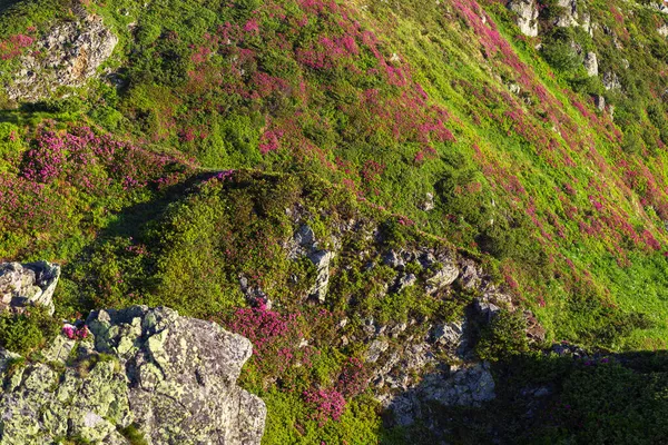 Carpathian Mountains Summer Flowering Rhododendron Myrtifolium Rocks Cliffs Maramures Mountains — Stock Photo, Image
