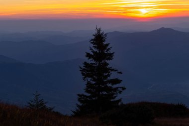 Ukrayna 'nın Gorgany bölgesindeki Carpathian dağlarında günbatımı arka planında ladin ağacı silueti. Turizm ve dağ konsepti. Dağlarda büyülü gün batımı.