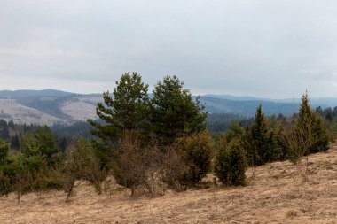Karpatlar 'daki bir açıklıkta ardıç çalıları. Doğuştan ardıç ağacı olan manzara. Juniperus (Juniperus Communis), Cupressaceae familyasından bir ağaç türü..