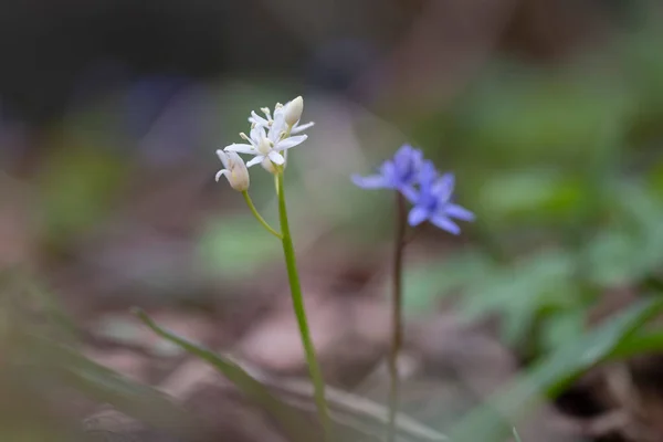 Alp Balığı Scilla Bifolia Beyaz Çiçekli Nadir Görülen Bir Türdür — Stok fotoğraf