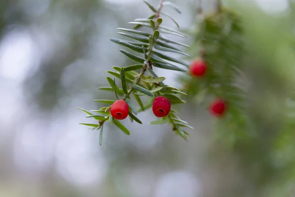 Red Common Yew Fruit Branch Close Common Yew Taxus Baccata — Stock Photo, Image