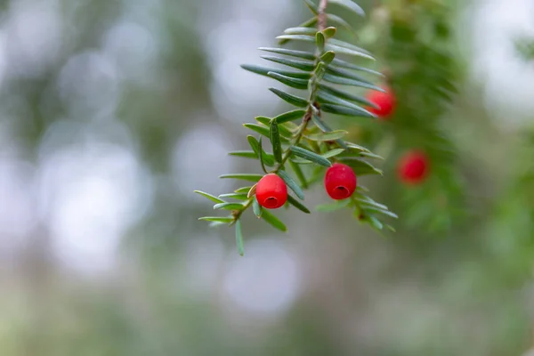 Red Common Yew Fruit Branch Close Common Yew Taxus Baccata — Stock Photo, Image