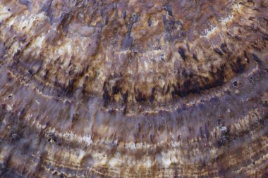 Soyut doğal altyapılar, dokular. Eşsiz soyut doğal makro dokular ve arka planlar - mantar yüzeyi.