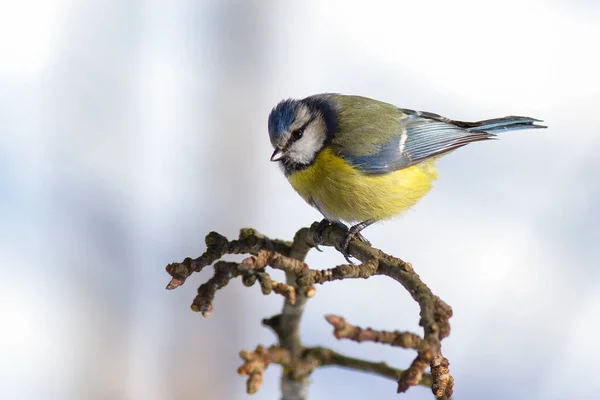 Eurasian Blue Tit Winter Background Eurasian Blue Tit Cyanistes Caeruleus — Φωτογραφία Αρχείου