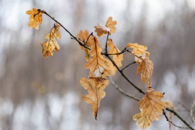 İlk karın arka planında sonbahar renginde meşe yaprakları var. Sonbahar meşe yaprakları orman zeminiyle güzel bir doğa örtüsü oluşturur. Güzel sonbahar meşe yaprakları.