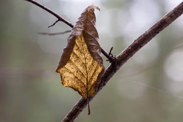 Feuilles Noisette Commune Couleur Automne Sur Fond Première Neige Automne — Photo