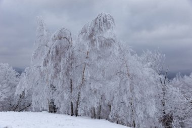 Karpat dağları ve ormanı büyülü buz ve karla kaplıdır. Peri masalı koruluğunun rüya gibi manzarası. Sihirli kış sahnesi. Alp kayak merkezi. Mükemmel kış duvar kağıtları. Güzel toprak.