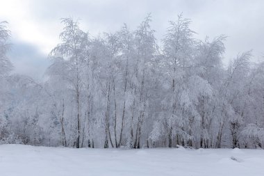 Karpat dağları ve ormanı büyülü buz ve karla kaplıdır. Peri masalı koruluğunun rüya gibi manzarası. Sihirli kış sahnesi. Alp kayak merkezi. Mükemmel kış duvar kağıtları. Güzel toprak.
