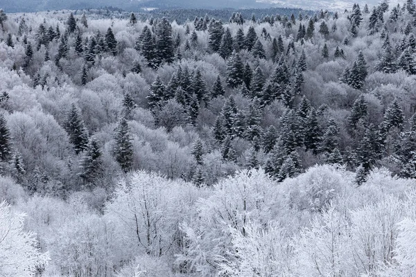 Karpat dağları ve ormanı büyülü buz ve karla kaplıdır. Peri masalı koruluğunun rüya gibi manzarası. Sihirli kış sahnesi. Alp kayak merkezi. Mükemmel kış duvar kağıtları. Güzel toprak.