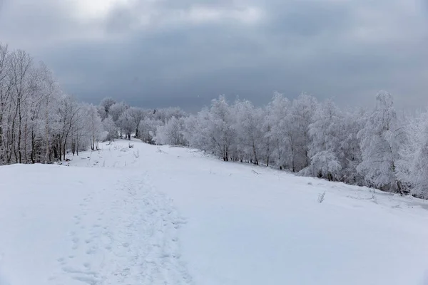 Карпатские Горы Лес Покрыты Волшебными Морозами Снегом Мечтательный Вид Сказочного — стоковое фото