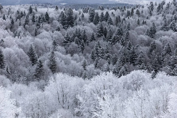 Karpaten Bossen Zijn Bedekt Met Magische Vorst Sneeuw Dromerig Uitzicht Stockfoto