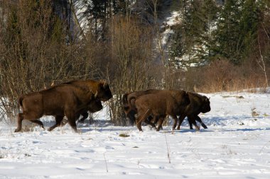 Avrupa bizonu (Bizon bonasus) kışın doğal ortamda, Skole Beskydy Ulusal Parkı, Ukrayna.