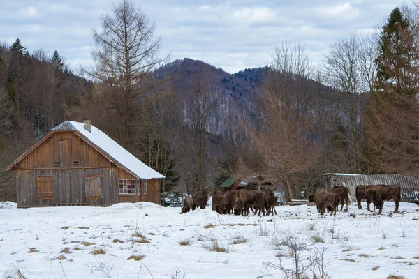 Żubr Europejski Bison Bonasus Zimie Środowisku Naturalnym Park Narodowy Skole — Zdjęcie stockowe