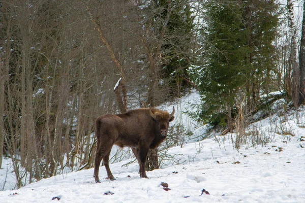 Európai Bölény Bison Bonasus Télen Természeti Környezetben Skole Beskydy Nemzeti — Stock Fotó