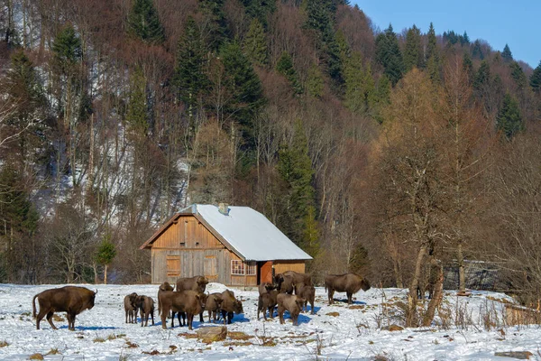 Żubr Europejski Bison Bonasus Zimie Środowisku Naturalnym Park Narodowy Skole — Zdjęcie stockowe
