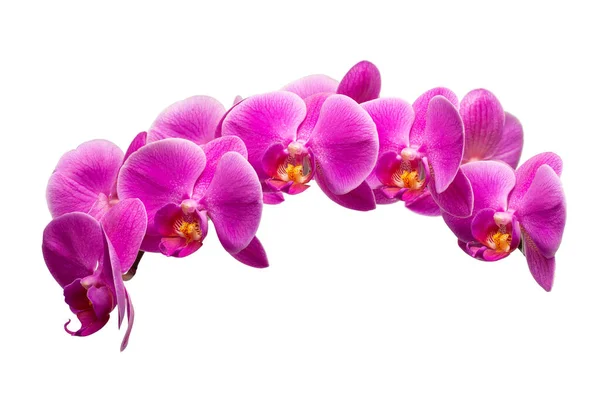 Phalaenopsis Violet Fleur Orchidée Isolé Sur Fond Blanc Chemin Coupe — Photo