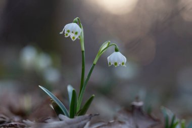 Leucojum vernum, Amaryllidaceae familyasından bir çiçek tohumu. İlkbaharda açmakta olan beyaz bahar kar tanesi çiçekleri.